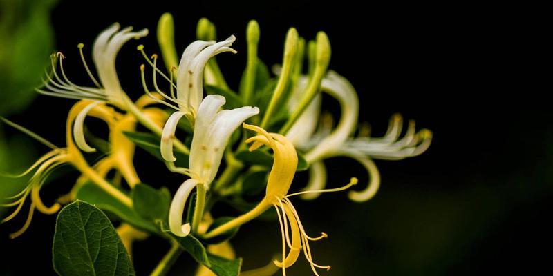 金银花的种植条件要求（从土壤、气候到光照，了解金银花的适生环境）