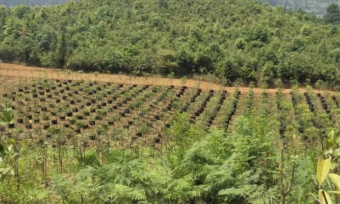 油茶树种植技术要求（从选地到采摘，打造高产高效的油茶种植）