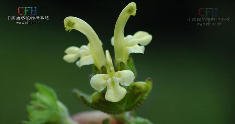 玄参科植物的共性特征（探索玄参科植物的特点与独特之处）