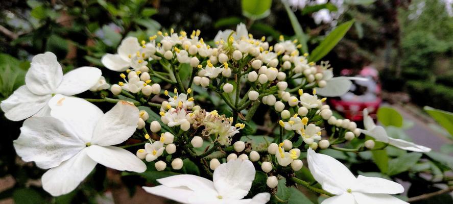 扬州市花琼花的象征与寓意（揭秘扬州市花琼花的文化内涵和美丽之处）