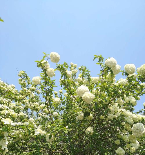 扬州市花琼花的象征与寓意（揭秘扬州市花琼花的文化内涵和美丽之处）