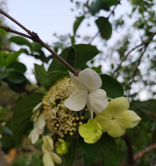 扬州市花琼花的象征与寓意（揭秘扬州市花琼花的文化内涵和美丽之处）