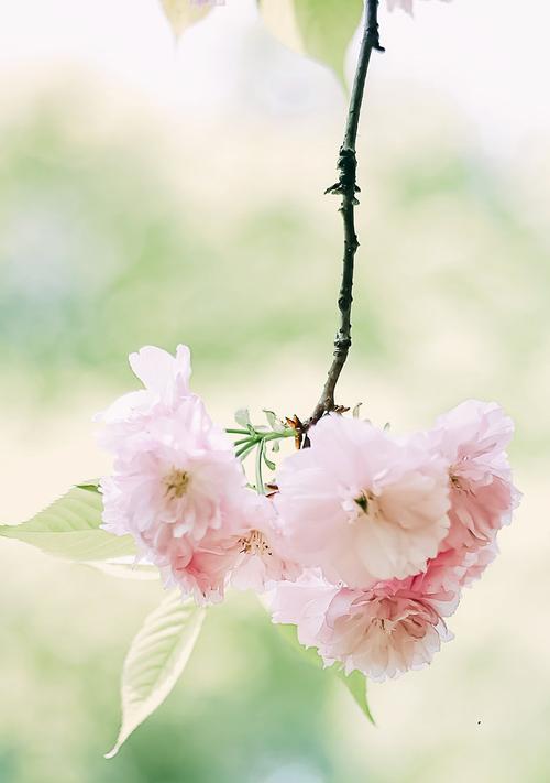 樱花的象征与含义（美丽而短暂的樱花之舞）