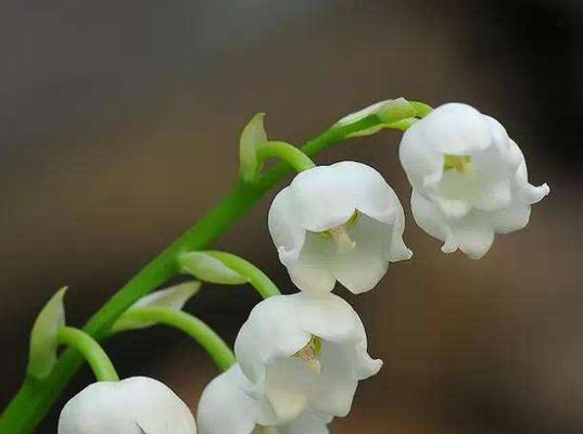 榆树花语与寓意（探索榆树花语，传达寓意）