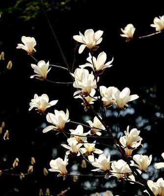 玉兰花的花语和象征意义（探索玉兰花的花语和寓意，解读其象征的美好寓意）