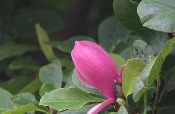 玉兰花的开放之美（预示着繁华与坚韧的生命力）