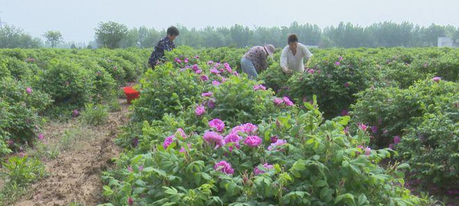 如何种植美丽的玫瑰花？（种植技巧、养护要点与注意事项）