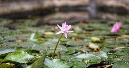 睡莲花语（探寻睡莲花所传达的心灵治愈之道）