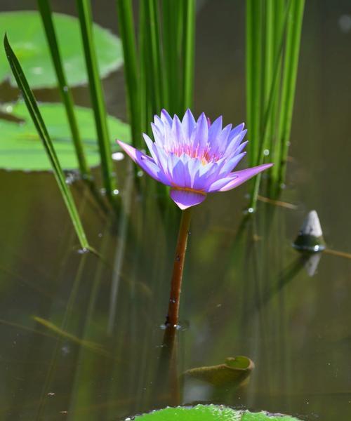 睡莲花语（探寻睡莲花所传达的心灵治愈之道）