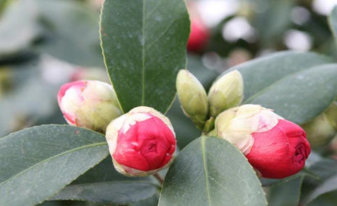 新手必看（茶花怎么养？小白的必备技巧和注意事项）