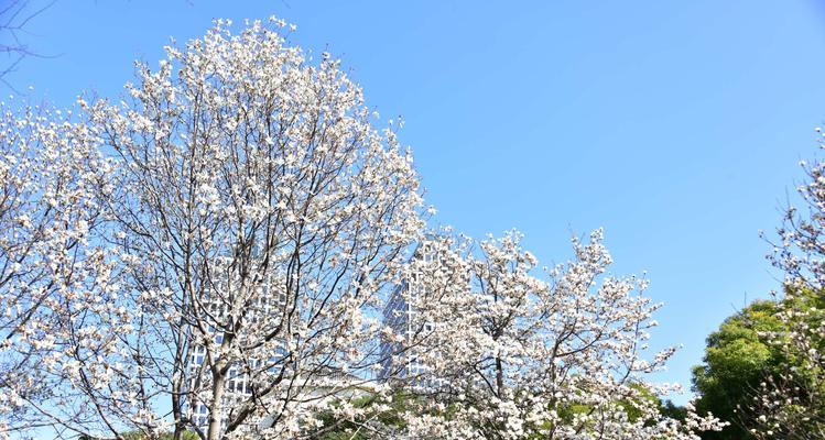 玉兰花色彩的花语（探索玉兰花色彩的花语中隐藏的含义）