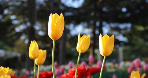 郁金香花语与寓意（探寻郁金香的花语，领悟内涵的深意）