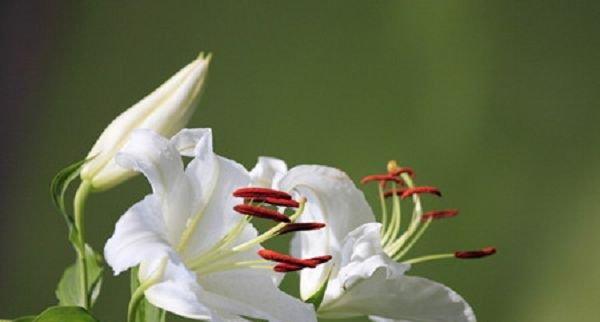 花开人间，百合花的美好寓意（以百合花寓意的礼物，适合送给什么人呢？）