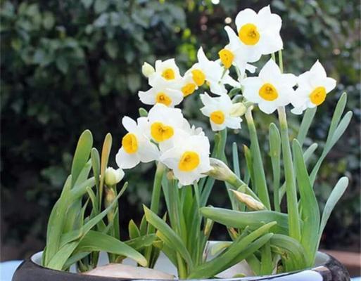 室内养水仙花的指南（打造四季常青的花卉绿植空间）