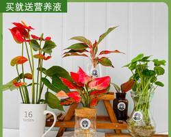 室内水培花卉——探索新型绿色植物种植方式（让家居生活更健康、美丽的良方）