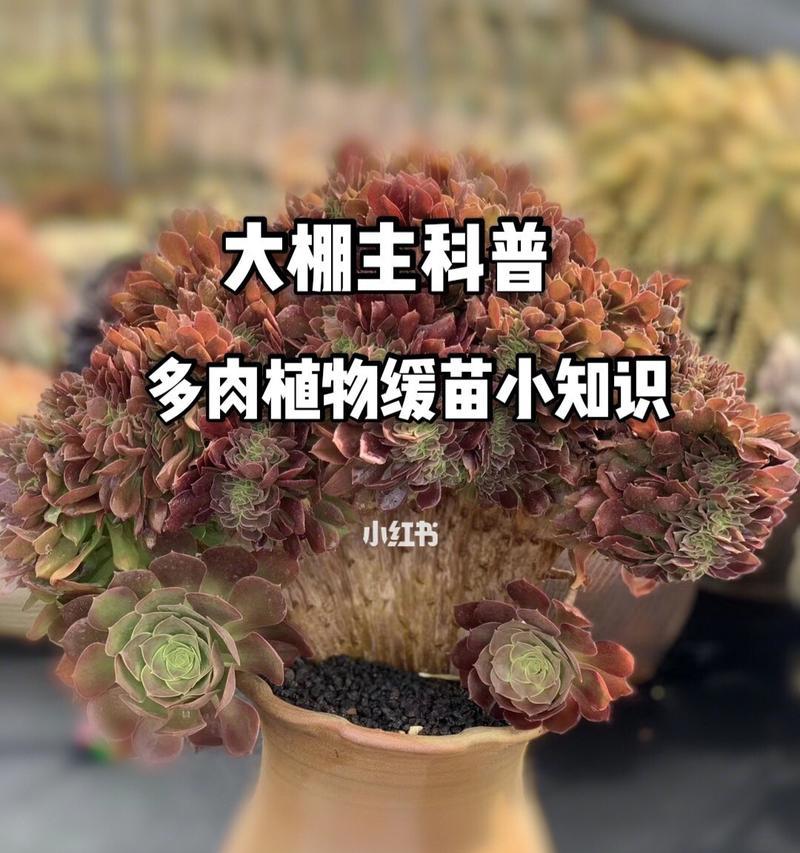 春季多肉植物养殖详解（让你的多肉在春天生长茁壮，轻松掌握春季养护方法）