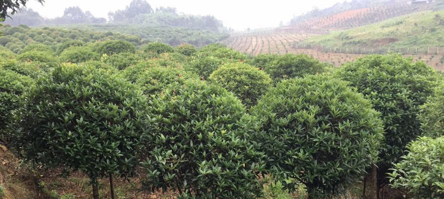 打造家庭香气园，从种植桂花开始（桂花的种植方法与注意事项）