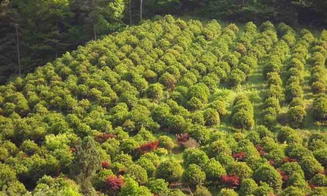 打造家庭香气园，从种植桂花开始（桂花的种植方法与注意事项）