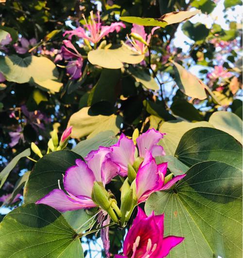 迎接春天的芬芳——紫荆花的花期（香气四溢，粉红色的繁花绽放，紫荆花带来春天的气息）