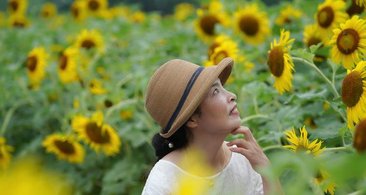 向日葵的寓意（探究向日葵背后的象征意义）