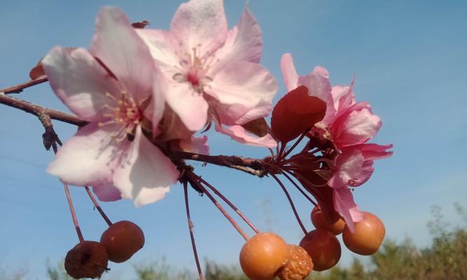 秋日的花开——盛开在金秋的美丽（秋天的花儿，缤纷多彩，惊艳四季）