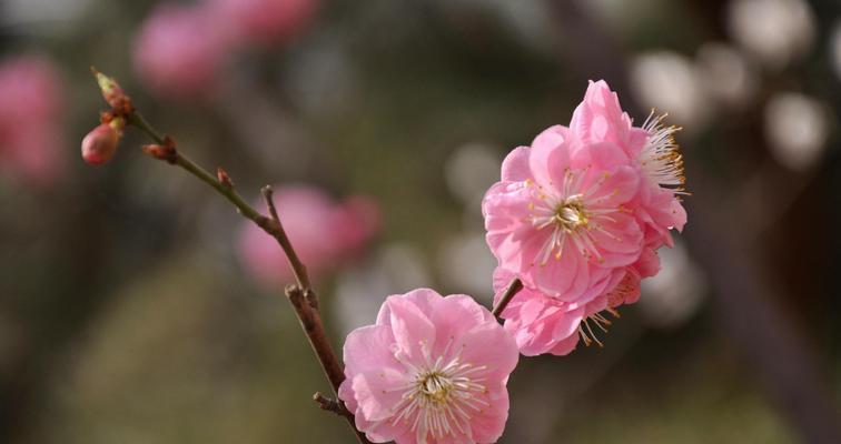 竹梅的寓意与美丽——青竹独秀，梅花傲雪（自强不息的竹子，坚韧不拔的梅花，以及它们的寓意和意义）