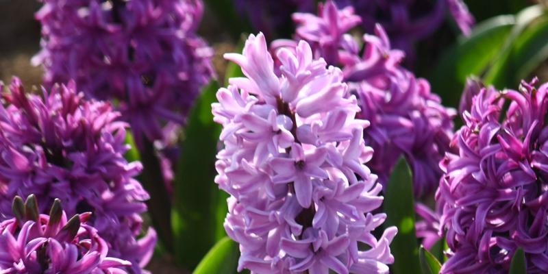 淡紫色的风信子花语（风信子花语的深意与传承）