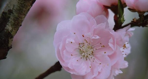 紫色海棠花花语（海棠花开，爱与美绽放）