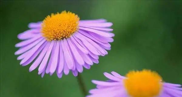 紫色野菊花花语（探秘紫色野菊花的意义与象征，感受它带给我们的鼓励与自由）