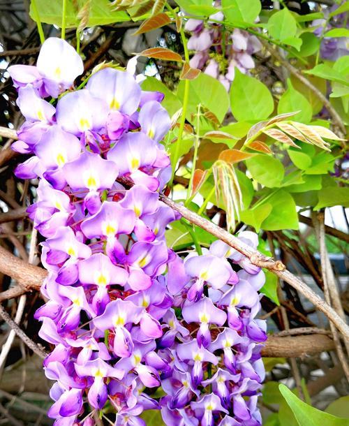 紫藤花的花语与香味（探索紫藤花的花语和香味，解读其美丽与芬芳的内涵）