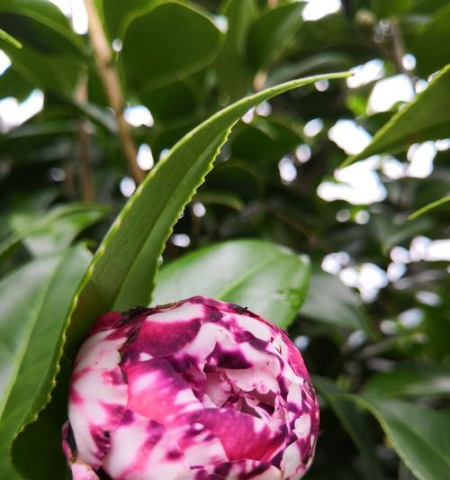 茶花花苞枯萎的原因（探究茶花花苞枯萎的原因和预防方法）