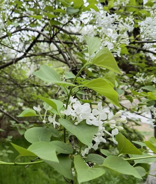 丁香花的多彩颜色（探秘丁香花的颜色世界）