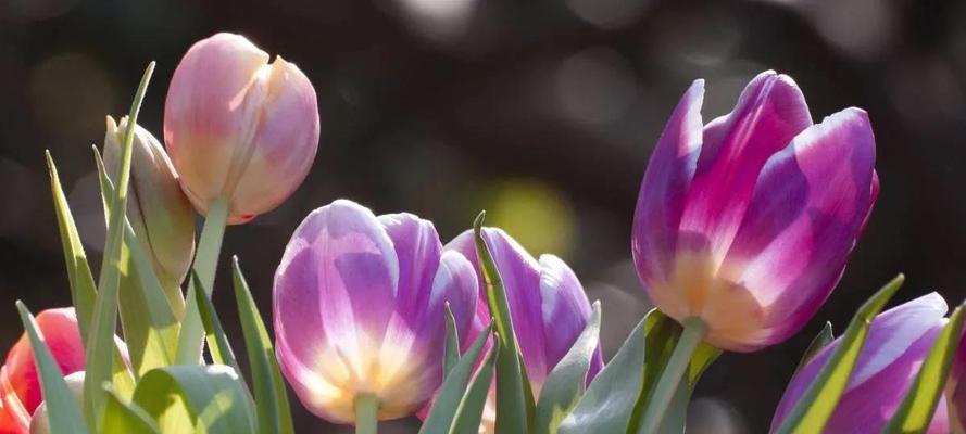 紫郁金香花语与意义（探寻紫郁金香的美丽寓意）