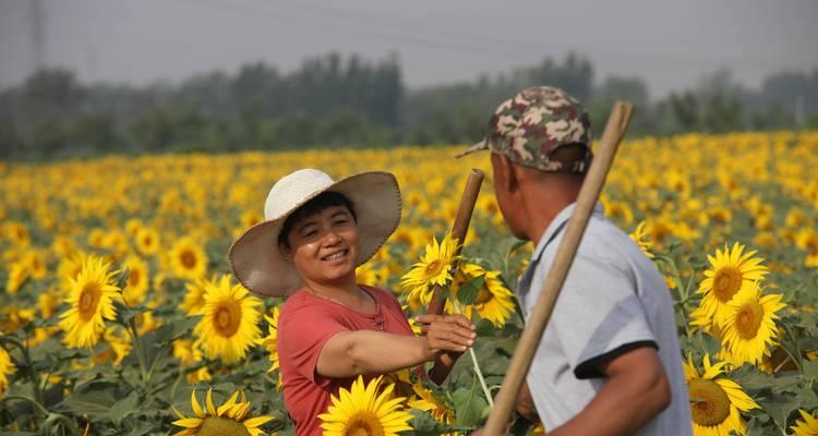 油葵种植攻略（掌握这些小技巧，让你成为油葵种植达人）