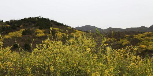 连翘种植技术和管理（打造高产连翘基地）