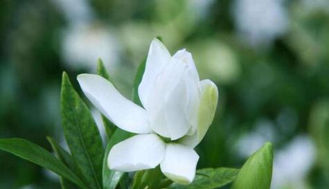 栀子花（怀抱希望与守护真爱的花朵）