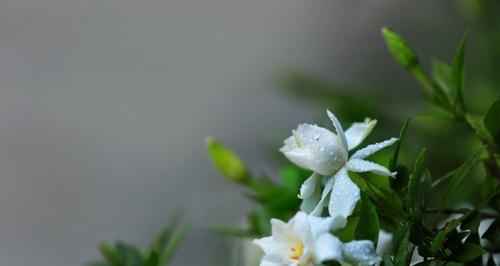 栀子花的花语与意义（美丽芬芳的栀子花与深刻的花语）