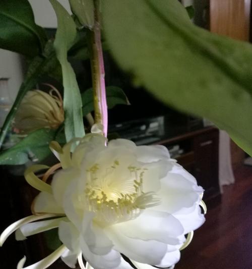 昙花开放的奇迹（昙花花语与传说故事）