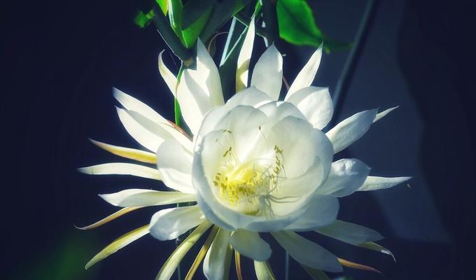 昙花花语的象征与寓意（揭示昙花的深刻含义与心灵寄托）