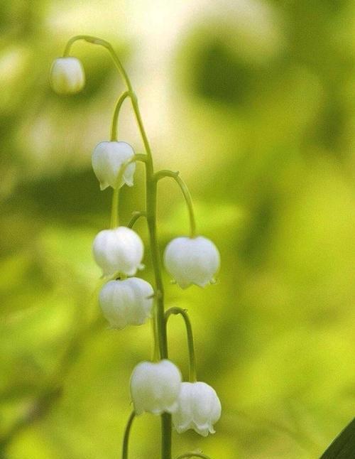 钤兰花——傲然绽放的花语（倔强、独立、清雅，钤兰花用花语讲述自己的故事）