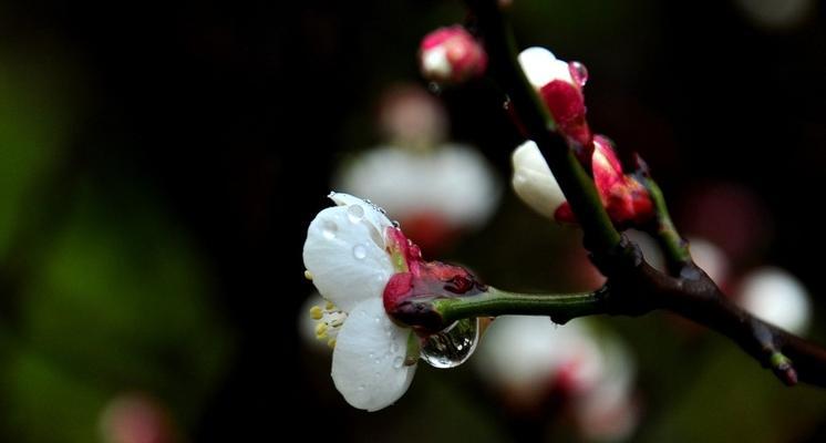 白梅花的花语传递的情感与意义（探寻白梅花的深层寓意与文化内涵）