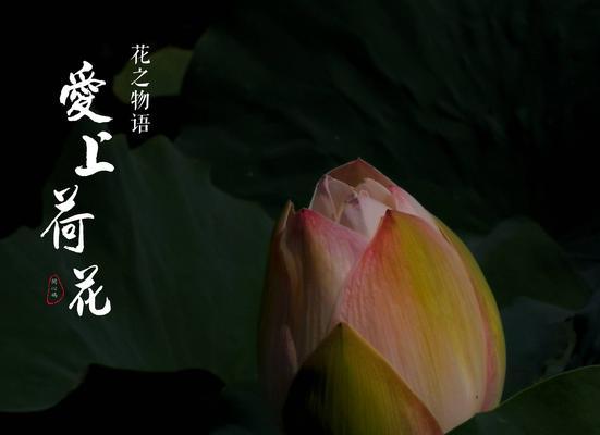 白色莲花（莲花花语解读及其在文化与艺术中的应用）