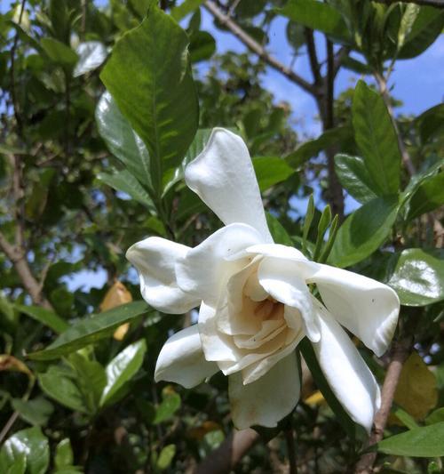 花香四溢，栀子花开（一年四季，寻找栀子花的美丽）