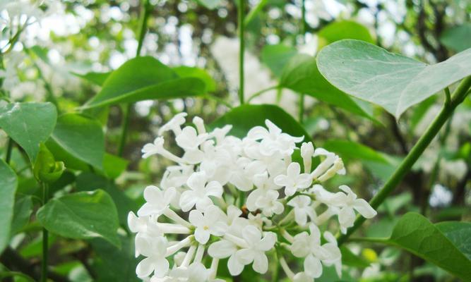 丁香的寓意和象征意义（丁香花与希望、爱情、纪念和祈福的联系）