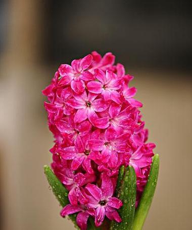 风信子花语与寓意大揭秘（探秘风信子花语的色彩世界）