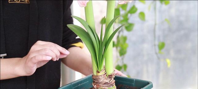 洋朱顶红种植全攻略（从选苗到管理，让你轻松拥有一片朱顶红海洋）