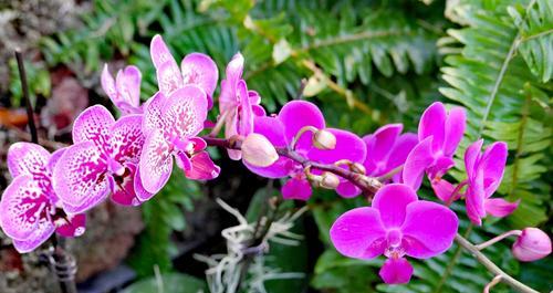 蝴蝶兰的花语与美丽永恒（探索蝴蝶兰的花语及其象征意义）