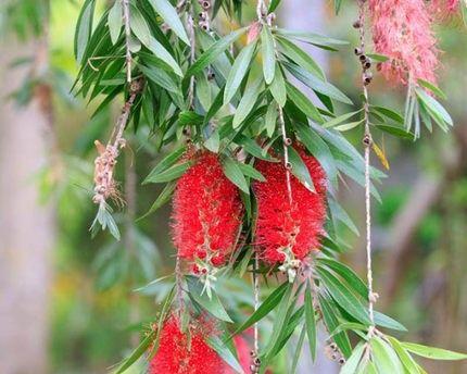 花千层花（探索花千层花的意义与内涵）