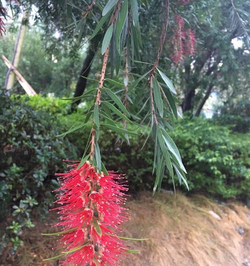 花千层花（探索花千层花的意义与内涵）