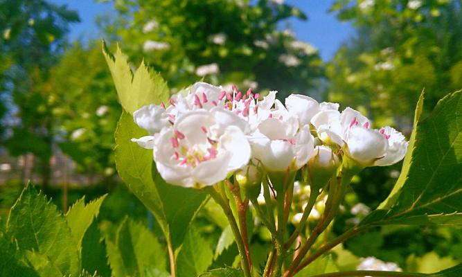 花语（用花说出心里话，让爱在每一个细节绽放）